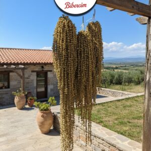 Amasya Taşova Çiçek Bamya Kurusu